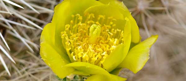 Blue Diamond cholla (Cylindropuntia x multigeniculata)