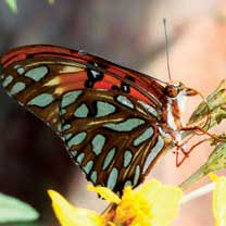 Gulf Fritillary