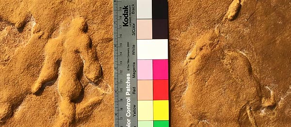 A cast of dinosaur tracks