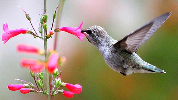 Wildlife Garden