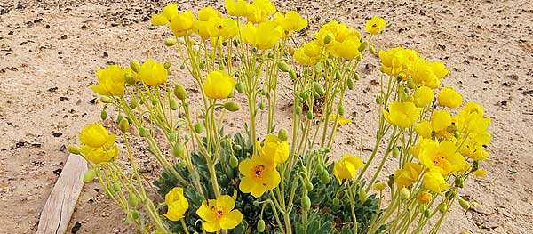 Las Vegas bearpoppy (Arctomecon californica)