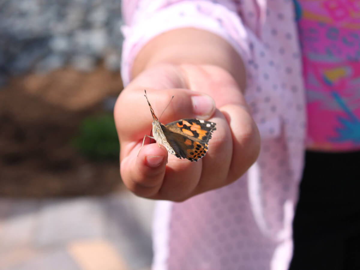 Butterfly Habitat