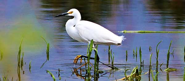 Wild egret at the Springs Preserve desert wetland