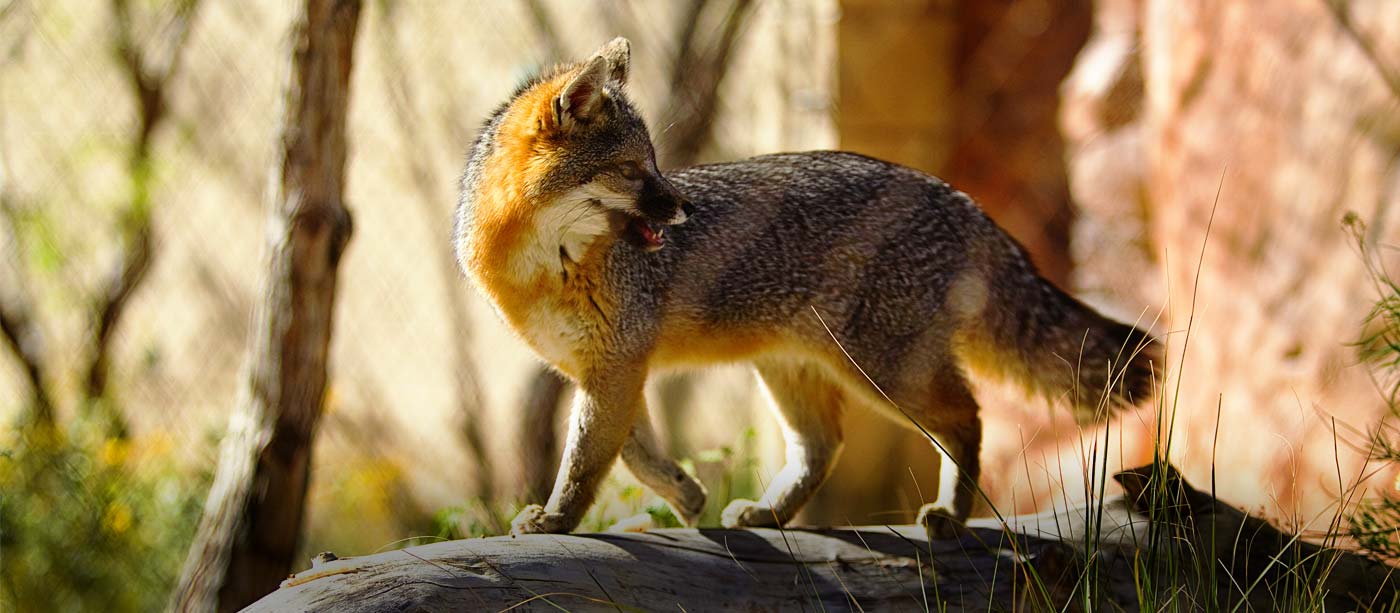 Gray fox